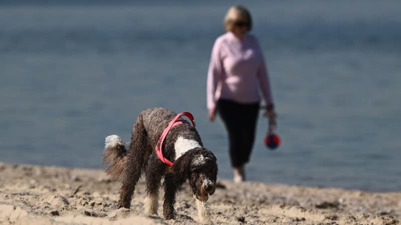 People and pets in firing line if ants not eradicated