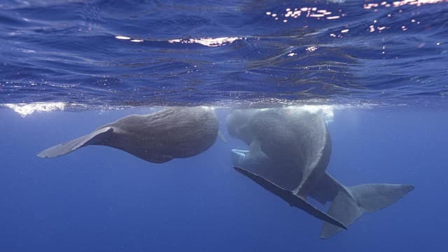 Pacific ocean a 'forever chemical' hotspot for whales