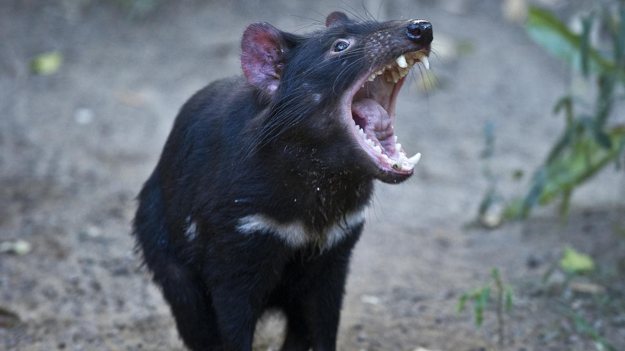 Cancer cure for Tassie devils could be in their genes
