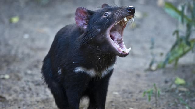 Cancer cure for Tassie devils could be in their genes