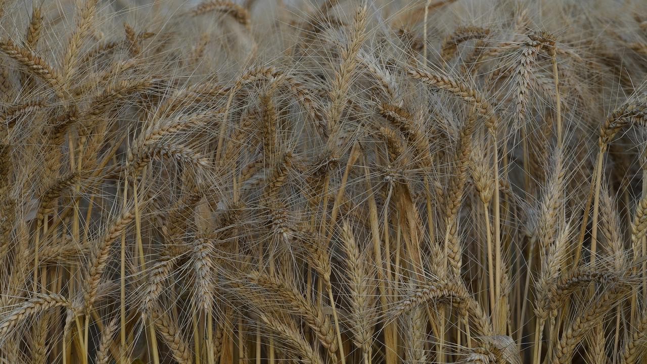 Warning 'dire combination' poses regional food crunch