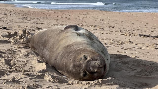 'Give him space': plea to keep Neil the seal safe
