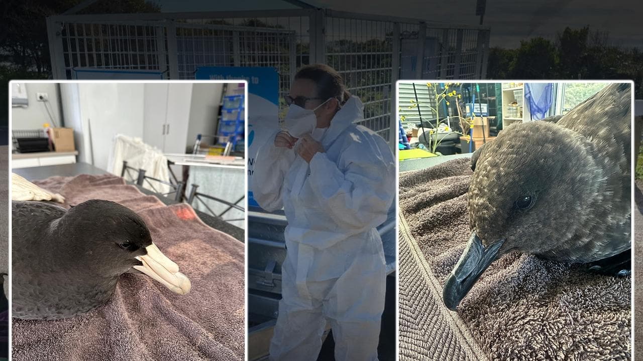 'Incredibly concerning': Bird flu found in NSW