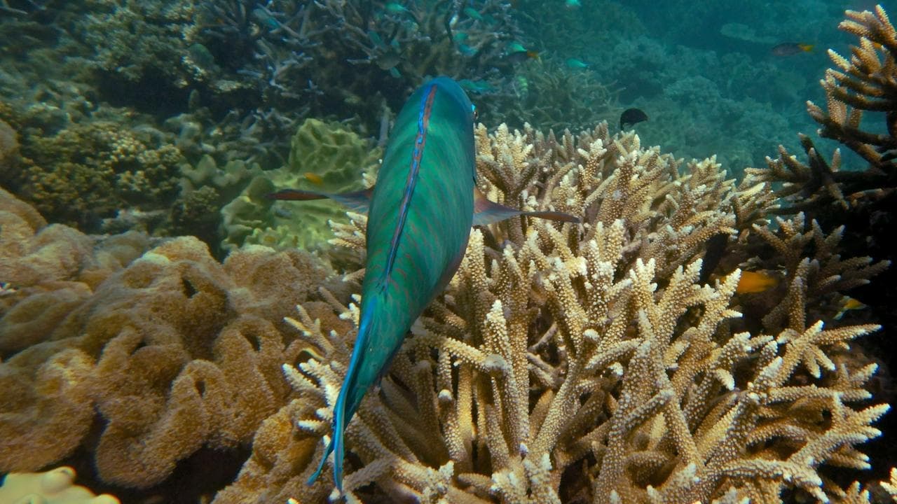 Reef dodges 'in danger' World Heritage listing again
