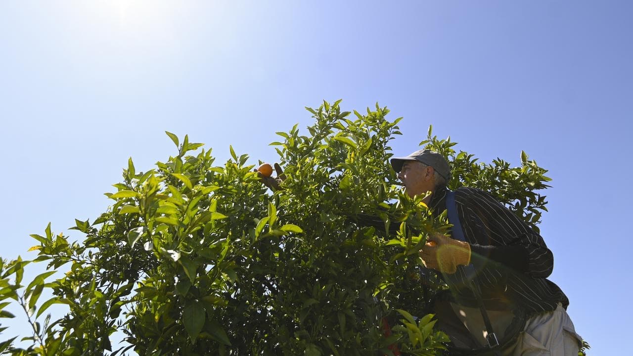 El Nino's surprise sweet spot, while salad days slow