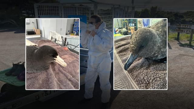 'Window closing' for wildlife as bird flu threat mounts