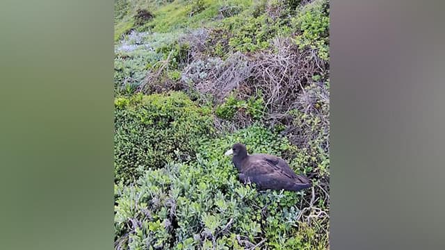 More bird flu detections spark wildlife fears