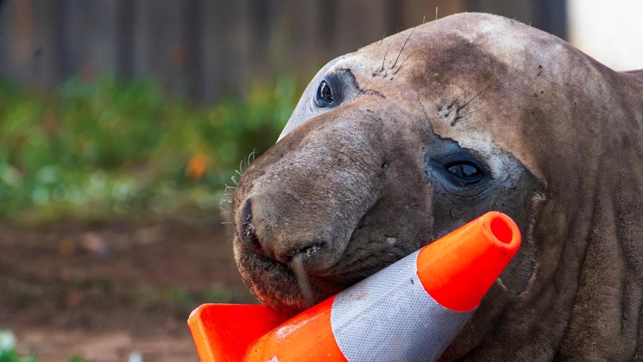 Social media star Neil the seal safely returns to sea