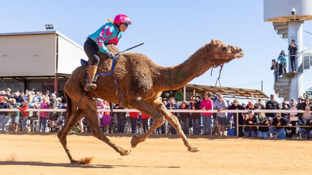 Tourists chase flying camels into outback's red heart
