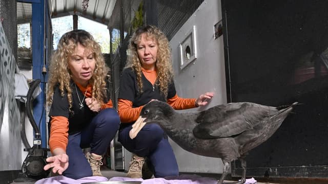 Bird handling 'confusion' as new case confirmed