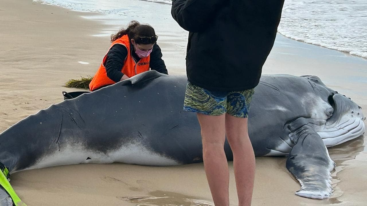 Dead whale calf on city beach to be tested for bird flu