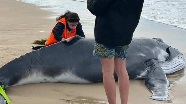 Dead whale calf on city beach to be tested for bird flu
