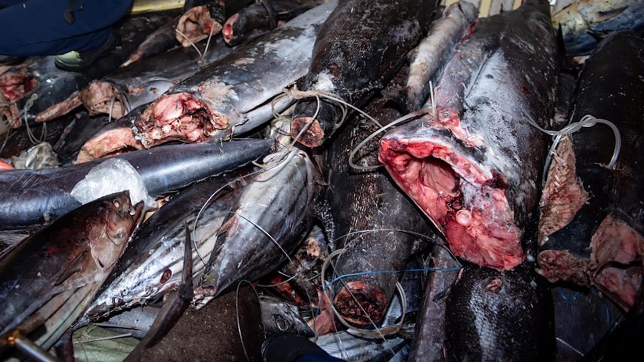 Images show gruesome extent of illegal Pacific fishing