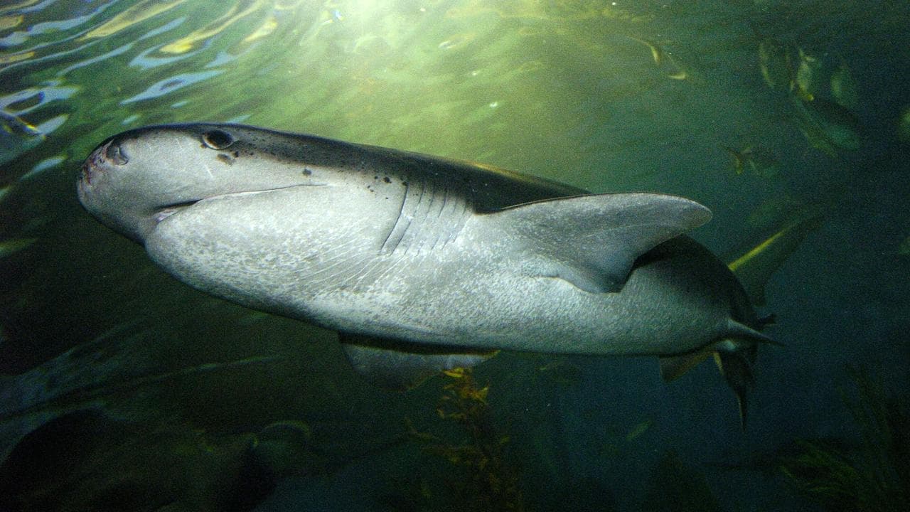 Recreational diver bitten by two-metre shark