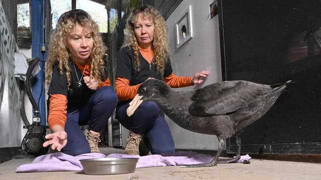 It's now official: bird flu cases in four states