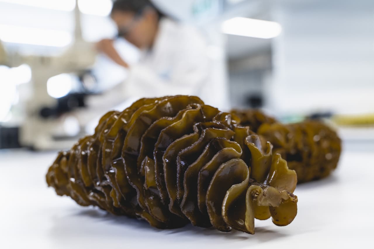 Seaweed extract shown to relieve prostate symptoms