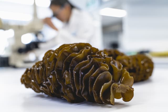 Seaweed extract shown to relieve prostate symptoms