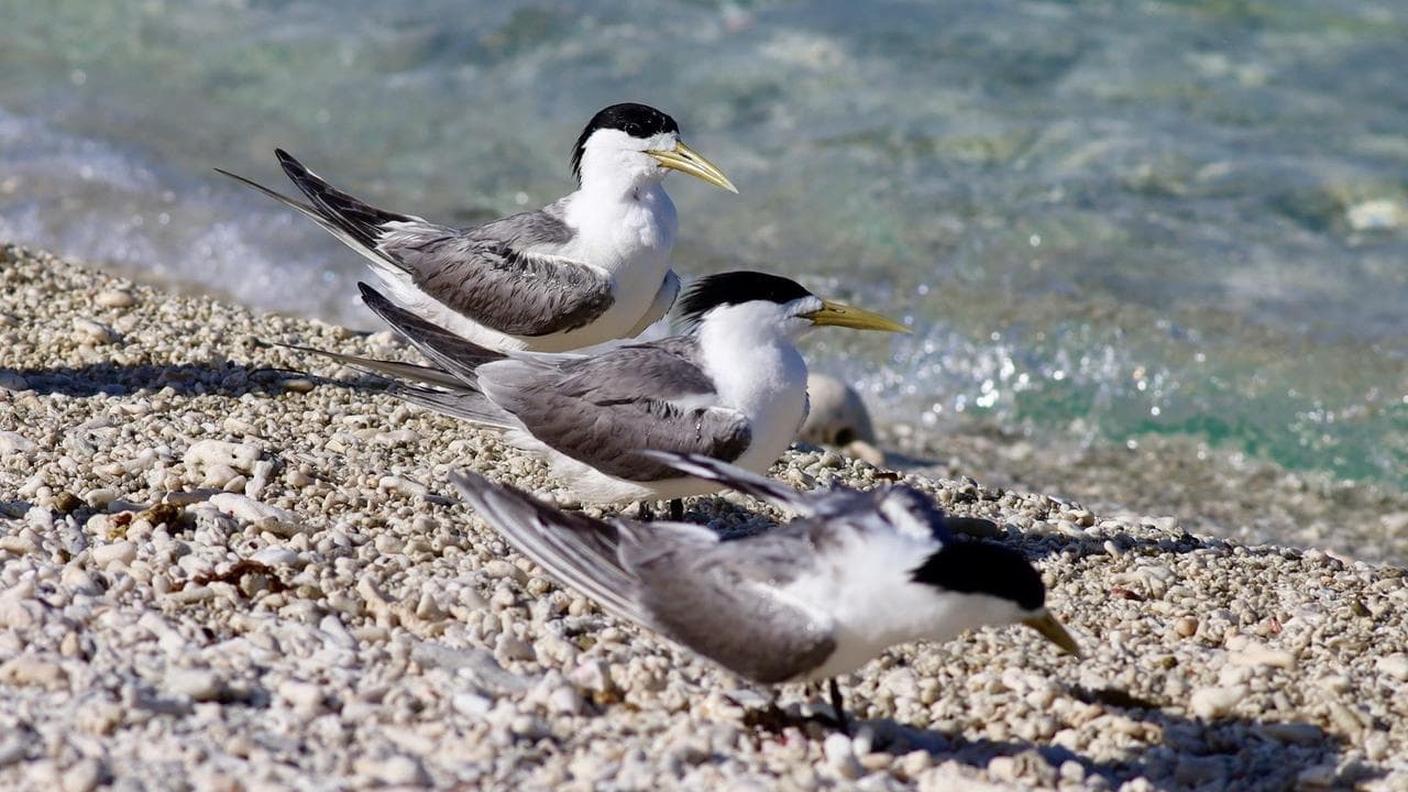 'Can't stop it spreading': more bird flu cases likely
