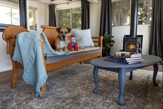 The costly winter pet mistakes Australians are making
