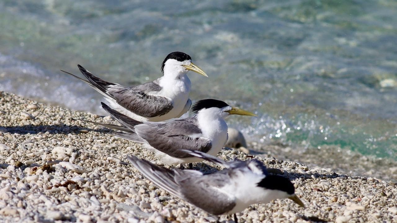New confirmed bird flu cases raise fears for wildlife