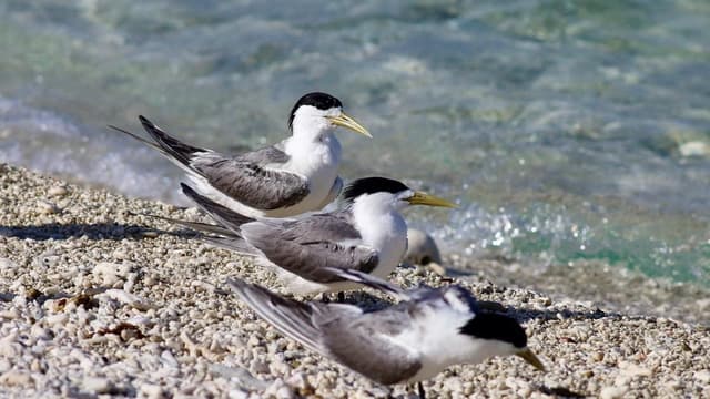New confirmed bird flu cases raise fears for wildlife