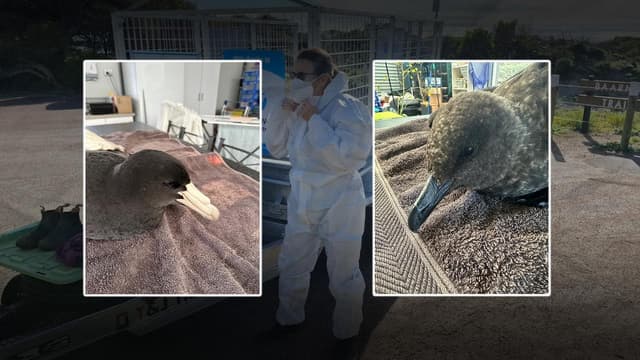 Bird flu scare sparks fears of sea lion extinction
