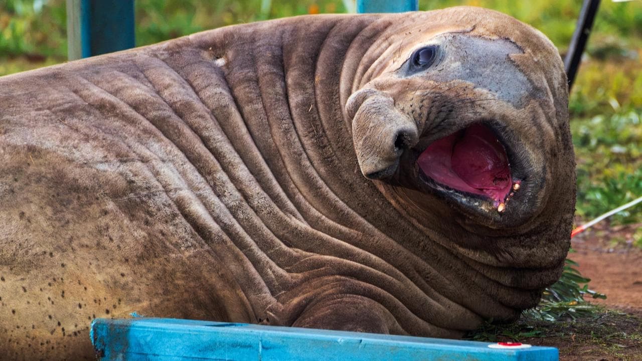 Neil the seal's beachside visit and damage bill tallied