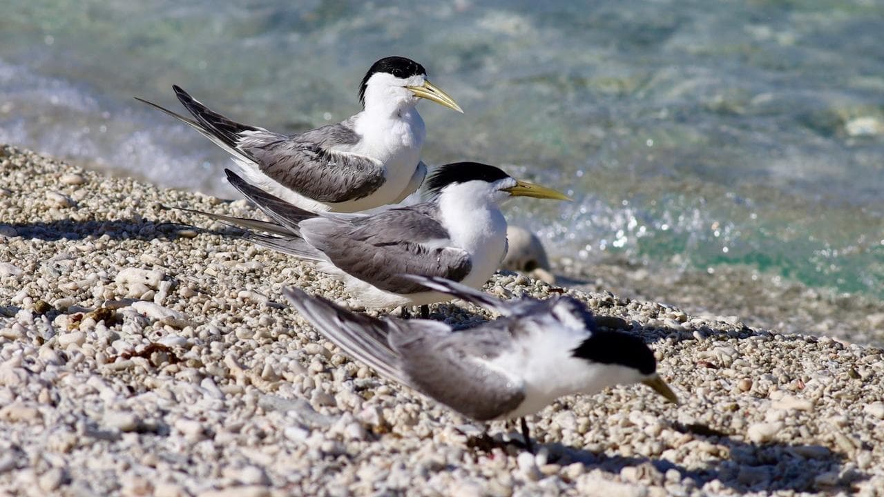 Bird flu cases in Australiia grow to more than 50
