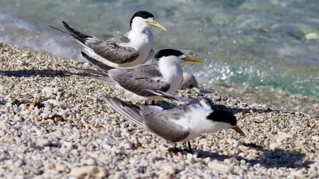 Bird flu testing, as mass mortality incident detected