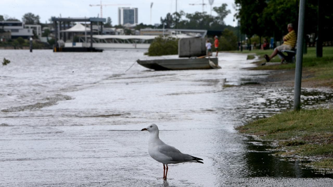 Bird flu cases grow to 53 as first gull tests positive