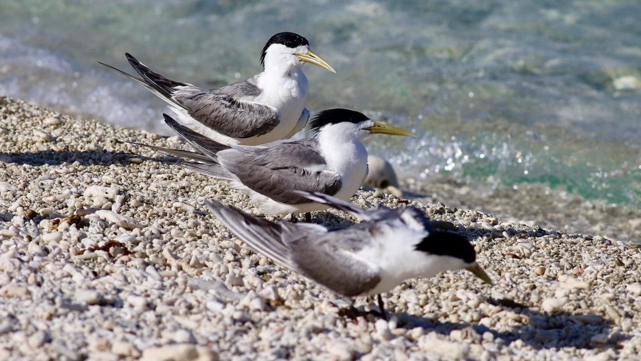 'Long, difficult journey': first bird flu mass deaths
