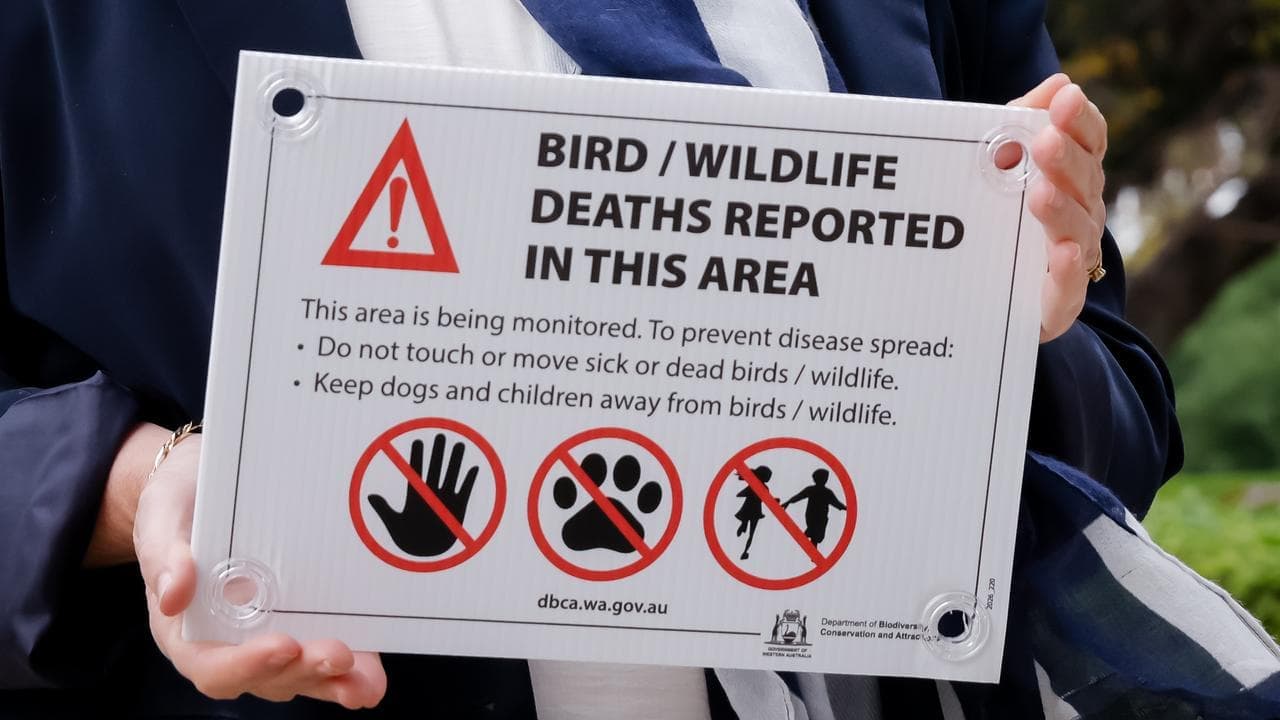 Perfect mix: stage set for 'maximum' bird flu damage