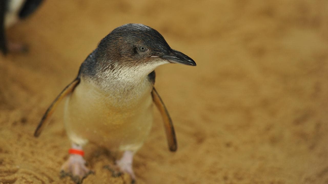 'Grim news': Penguin alert as bird flu outbreak worsens