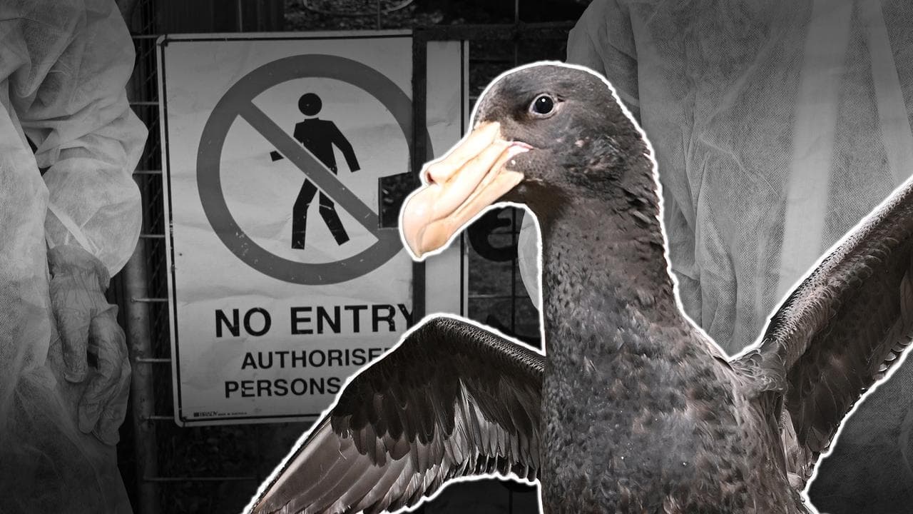 Shocking number of Aussie birds face 'extreme' flu risk