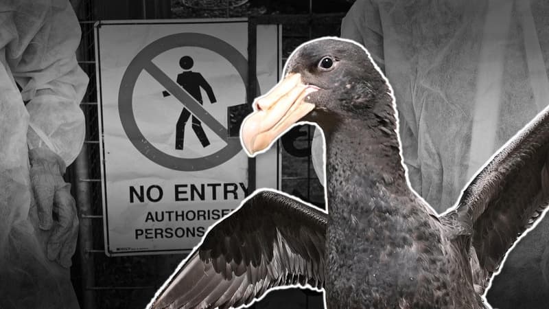 Shocking number of Aussie birds face 'extreme' flu risk
