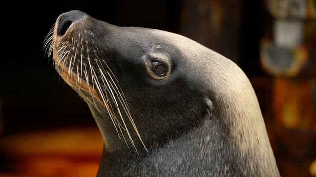 Fears for Australian sea lions as bird flu cases grow