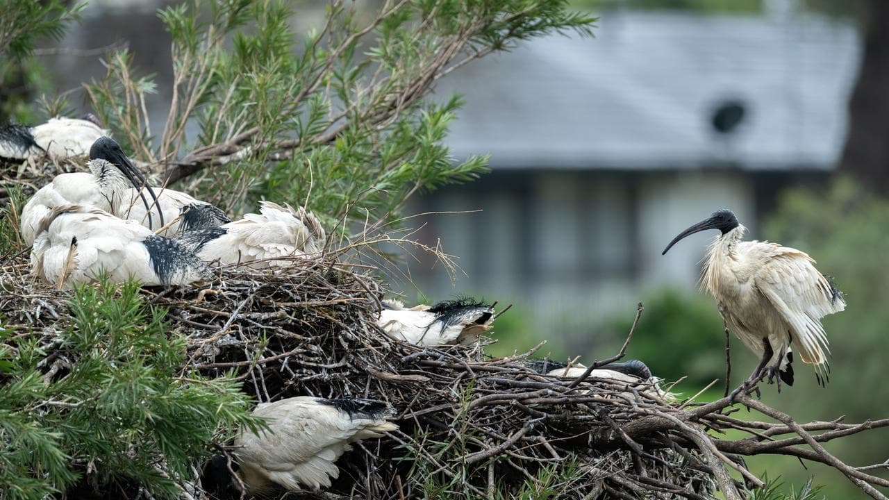 Bird flu outbreak sparks wildlife vaccination debate