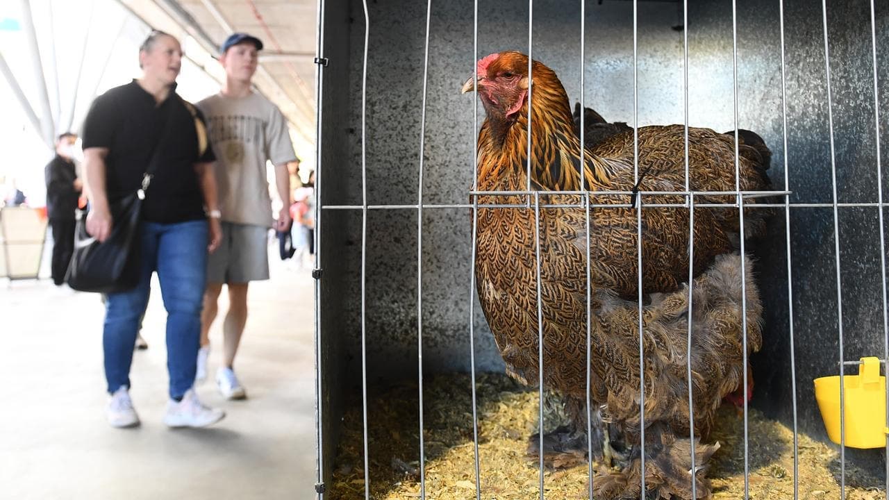 Royal Show cancels poultry exhibits over bird flu fears