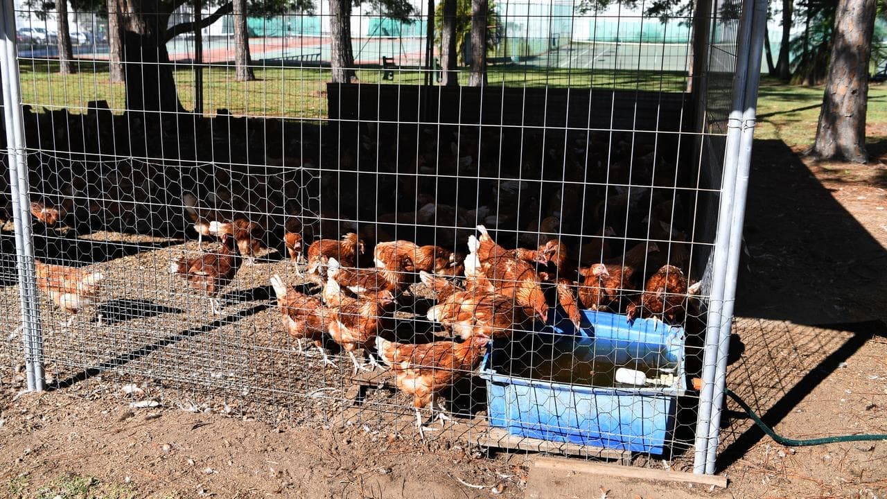 Bird flu fears prompt 'proactive' poultry farms order