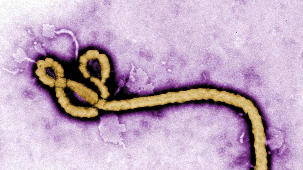 WHO wants probe into possible Ebola mutation