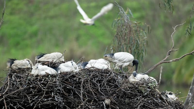 Native birdlife on the frontline as flu rapidly spreads