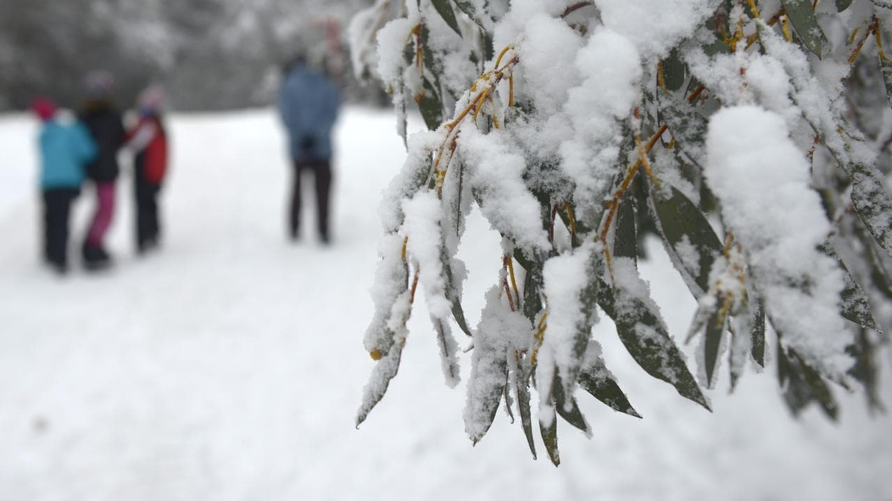 Citizen scientists join fight to save beloved snow gums