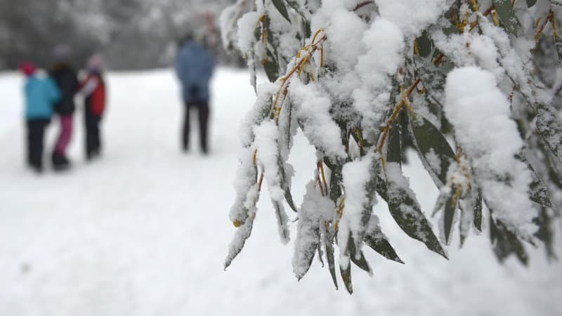 Citizen scientists join fight to save beloved snow gums