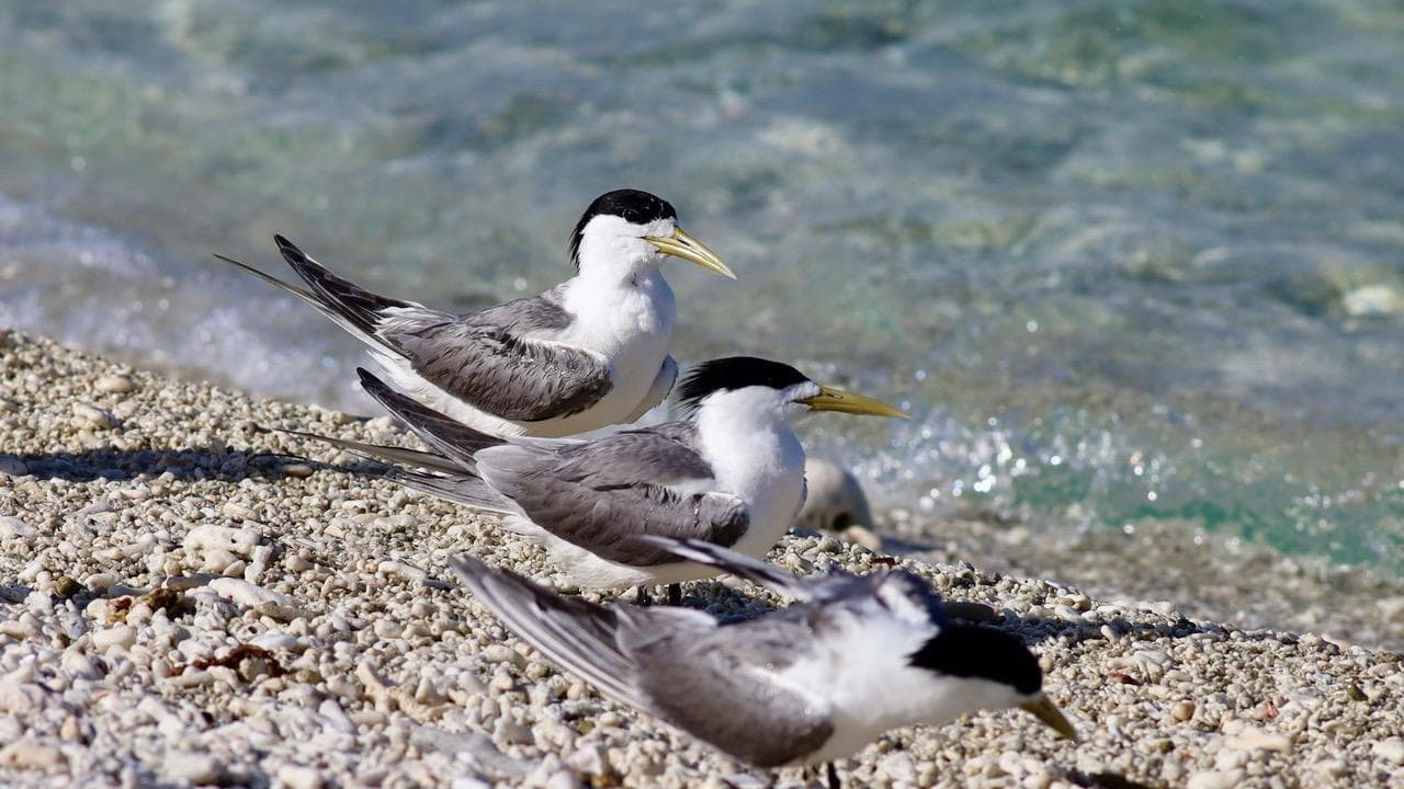 First inland bird flu case sparks 'alarm bells'