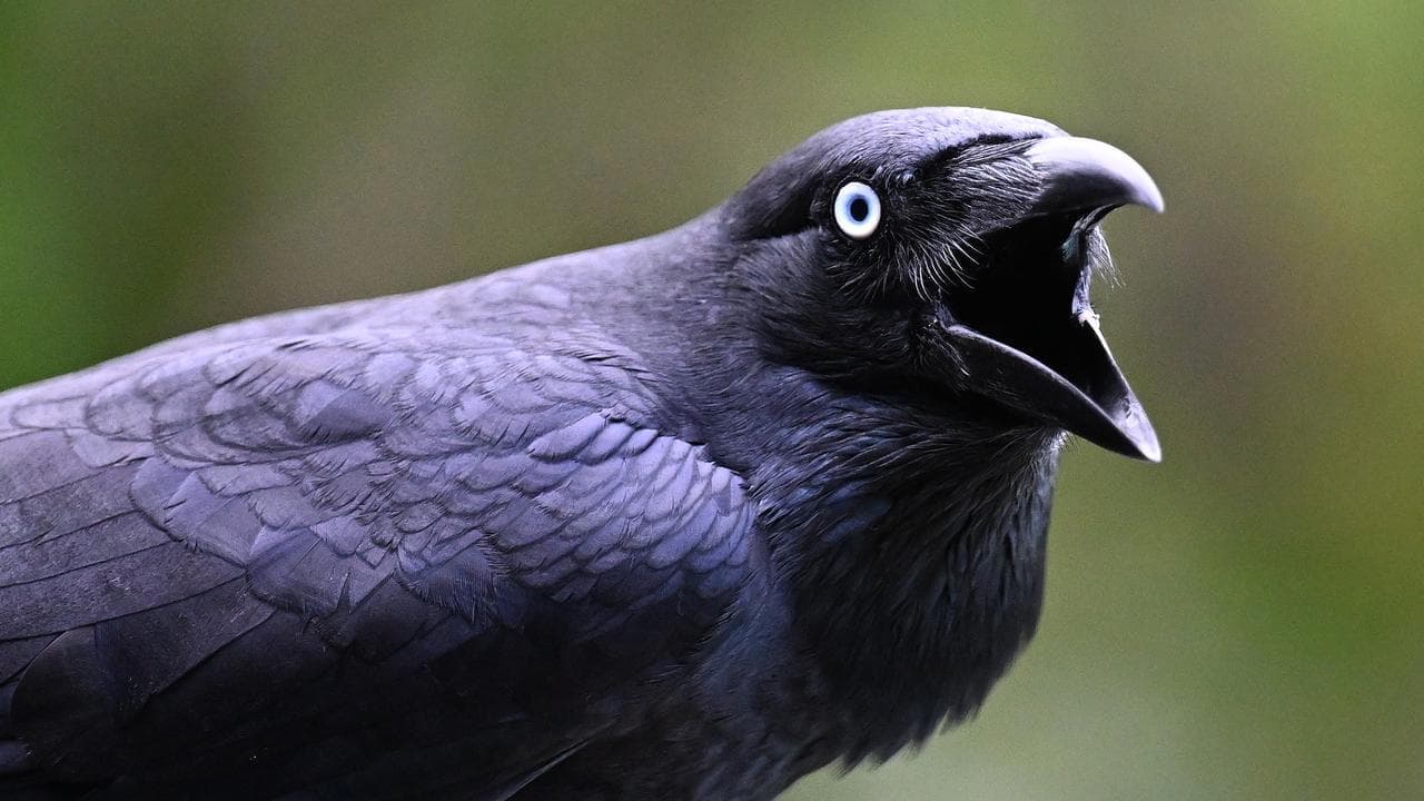 Backyards become frontline for nation's bird flu fight