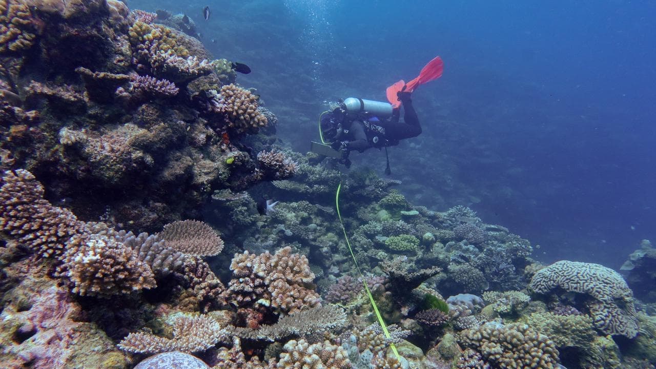 Coral returns to Great Barrier Reef but risks remain