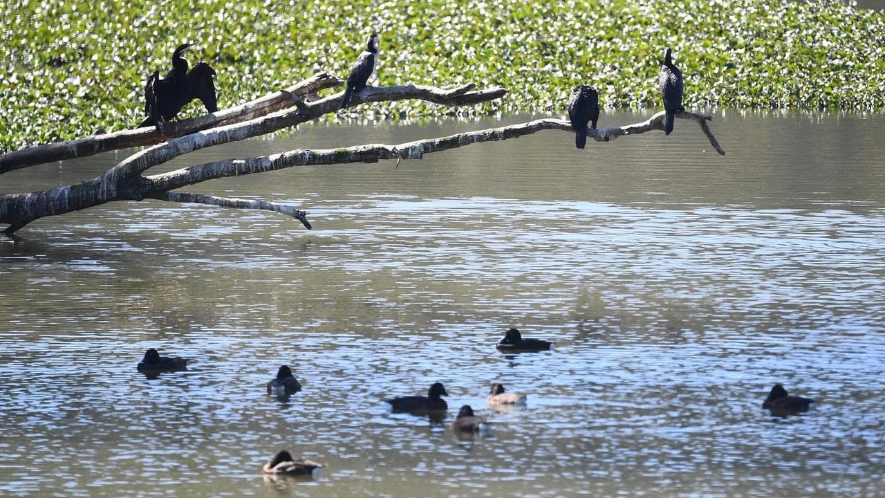 Flu vaccinations to be rolled out for endangered birds