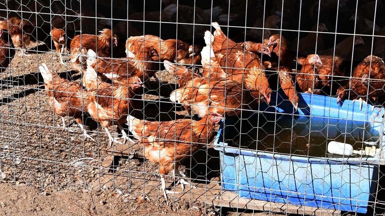 Poultry industry warned of devastating bird flu losses