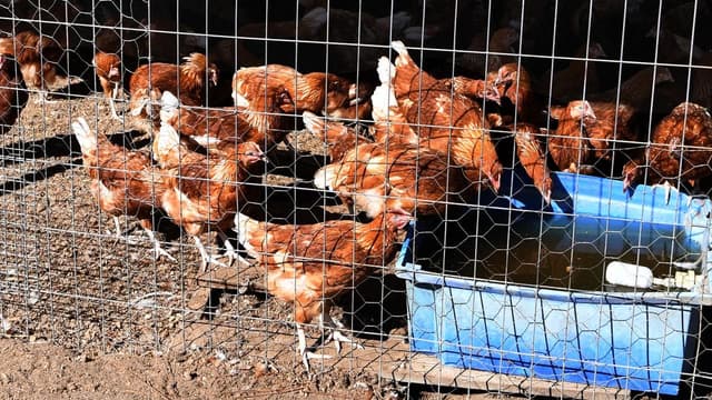 Poultry industry warned of devastating bird flu losses