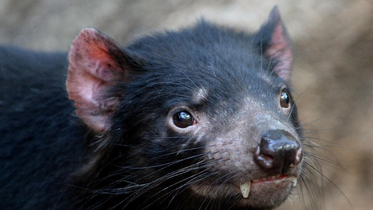Bird flu's spread sparks Tasmanian devil, parrot fears